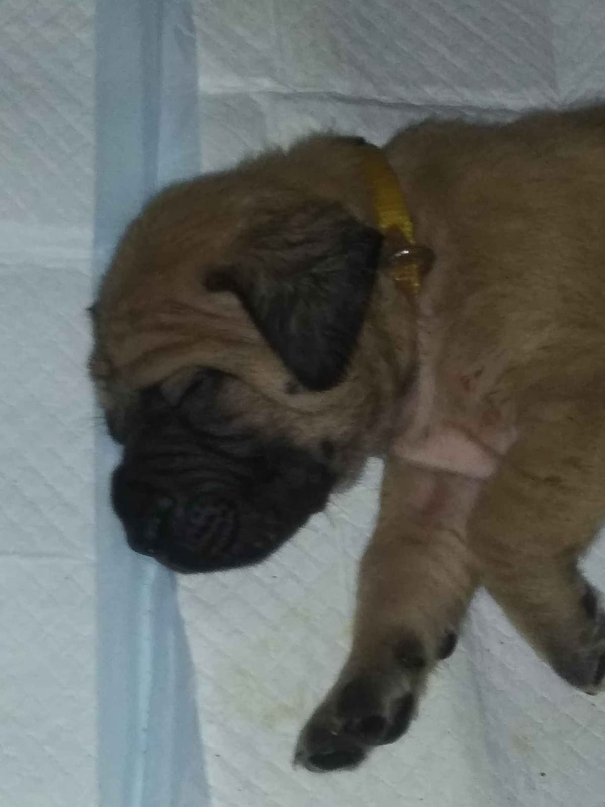 Mastiff Puppies breeder image 2