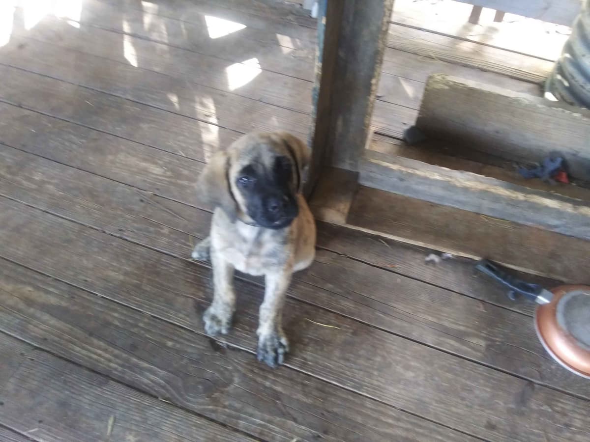 Mastiff Puppies breeder image 3