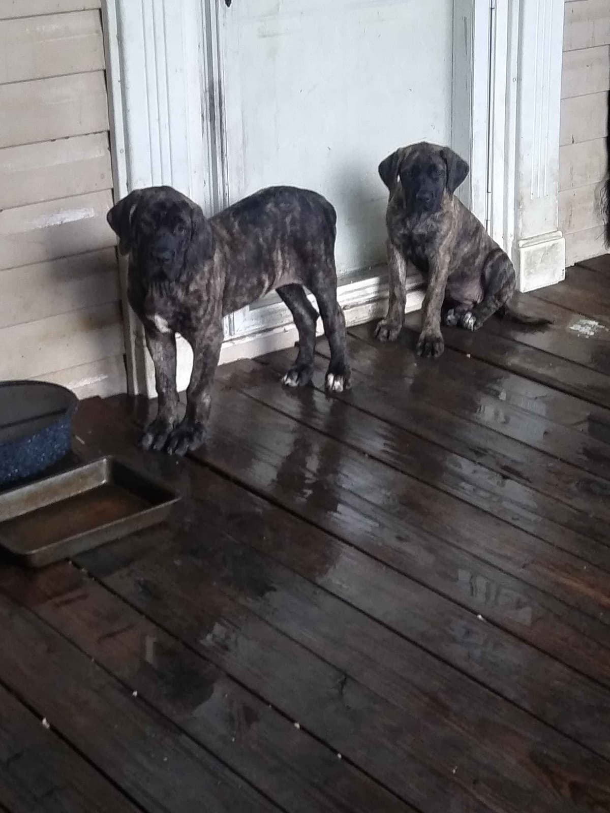 Mastiff Puppies breeder image 1