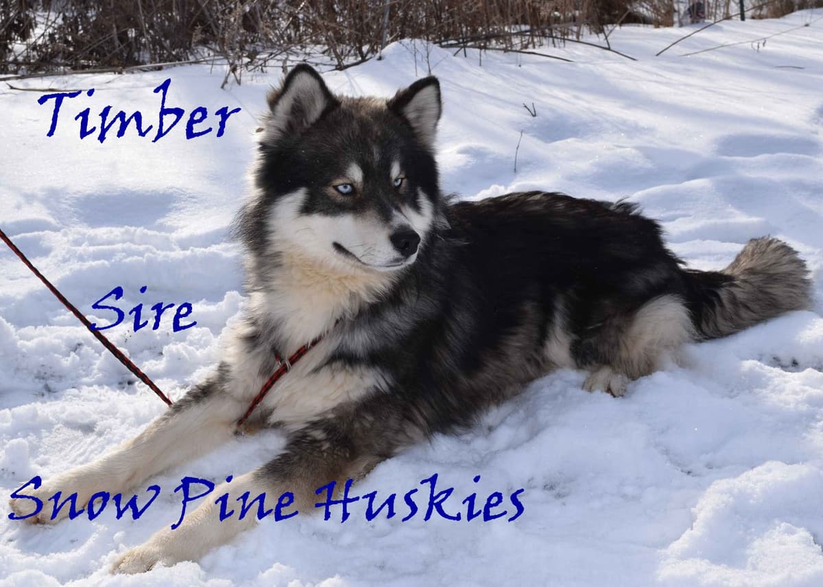 Siberian Husky Puppies breeder image 1