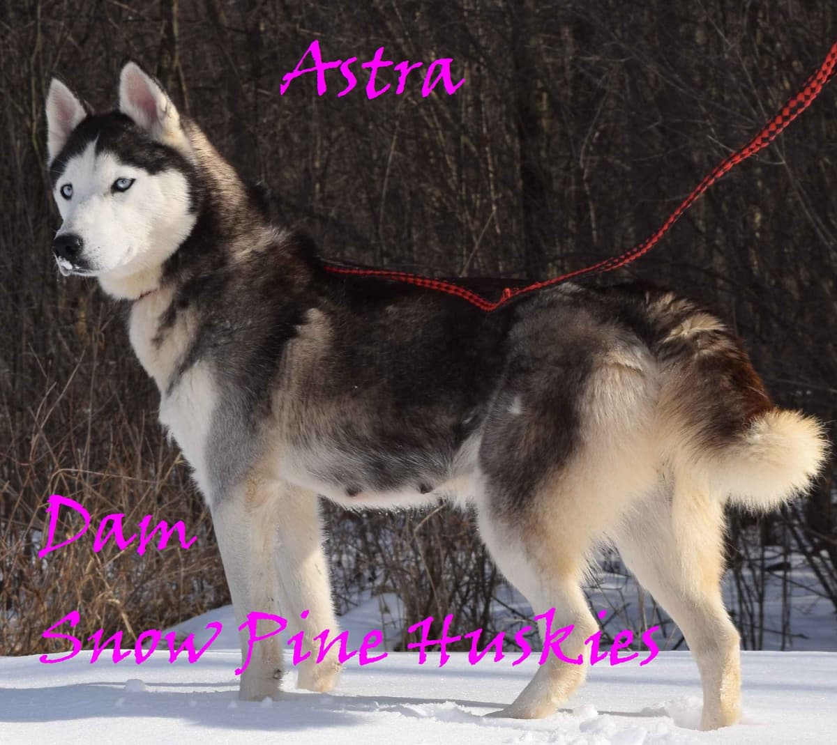 Siberian Husky Puppies breeder image 2