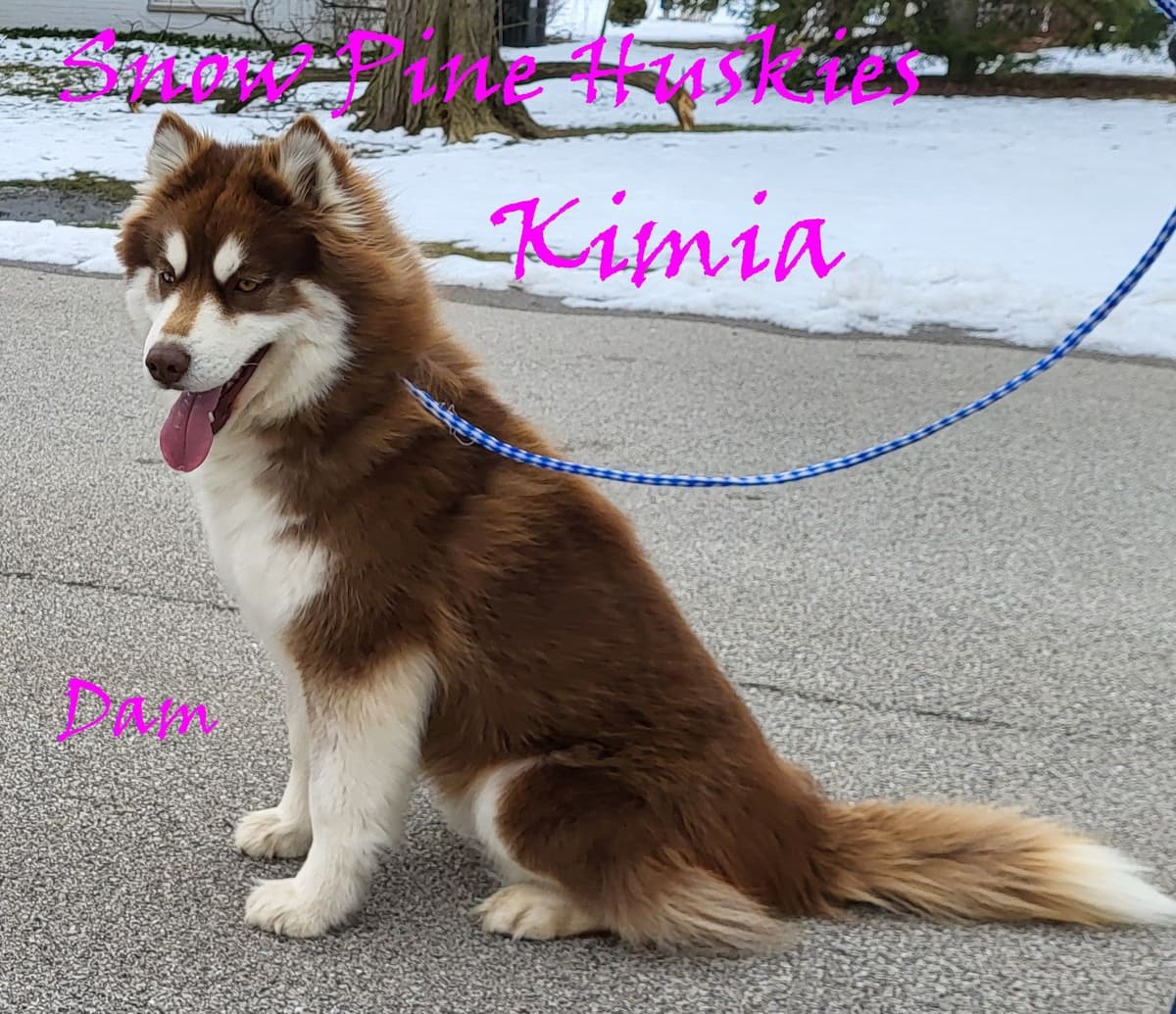 Siberian Husky Puppies breeder image 3