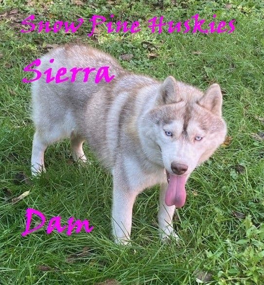 Siberian Husky Puppies breeder image 4