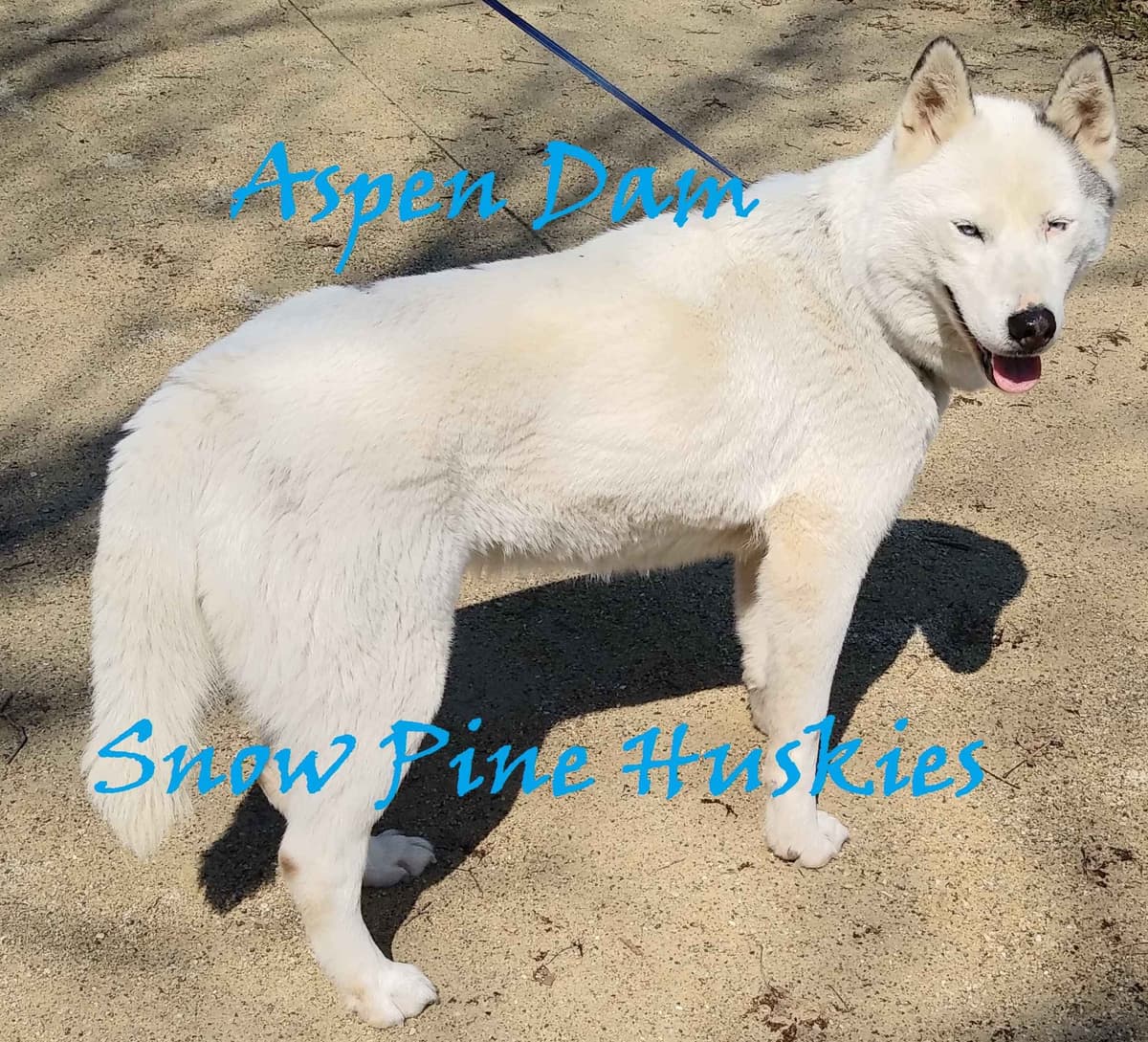 Siberian Husky Puppies breeder image 5