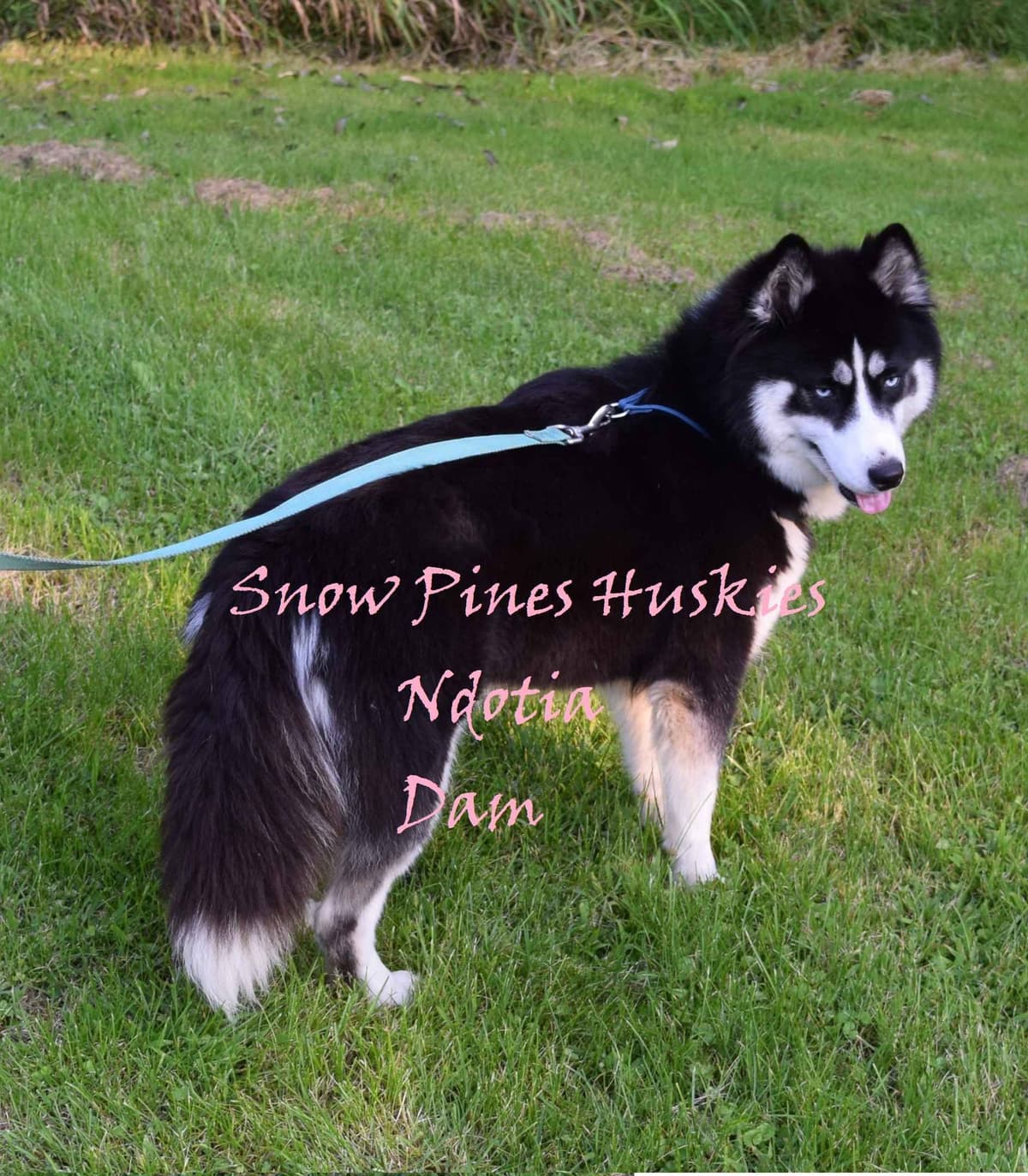 Siberian Husky Puppies breeder image 6
