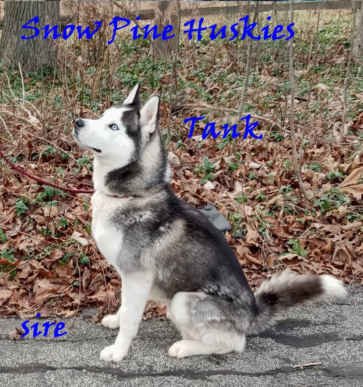 Siberian Husky Puppies breeder image 8