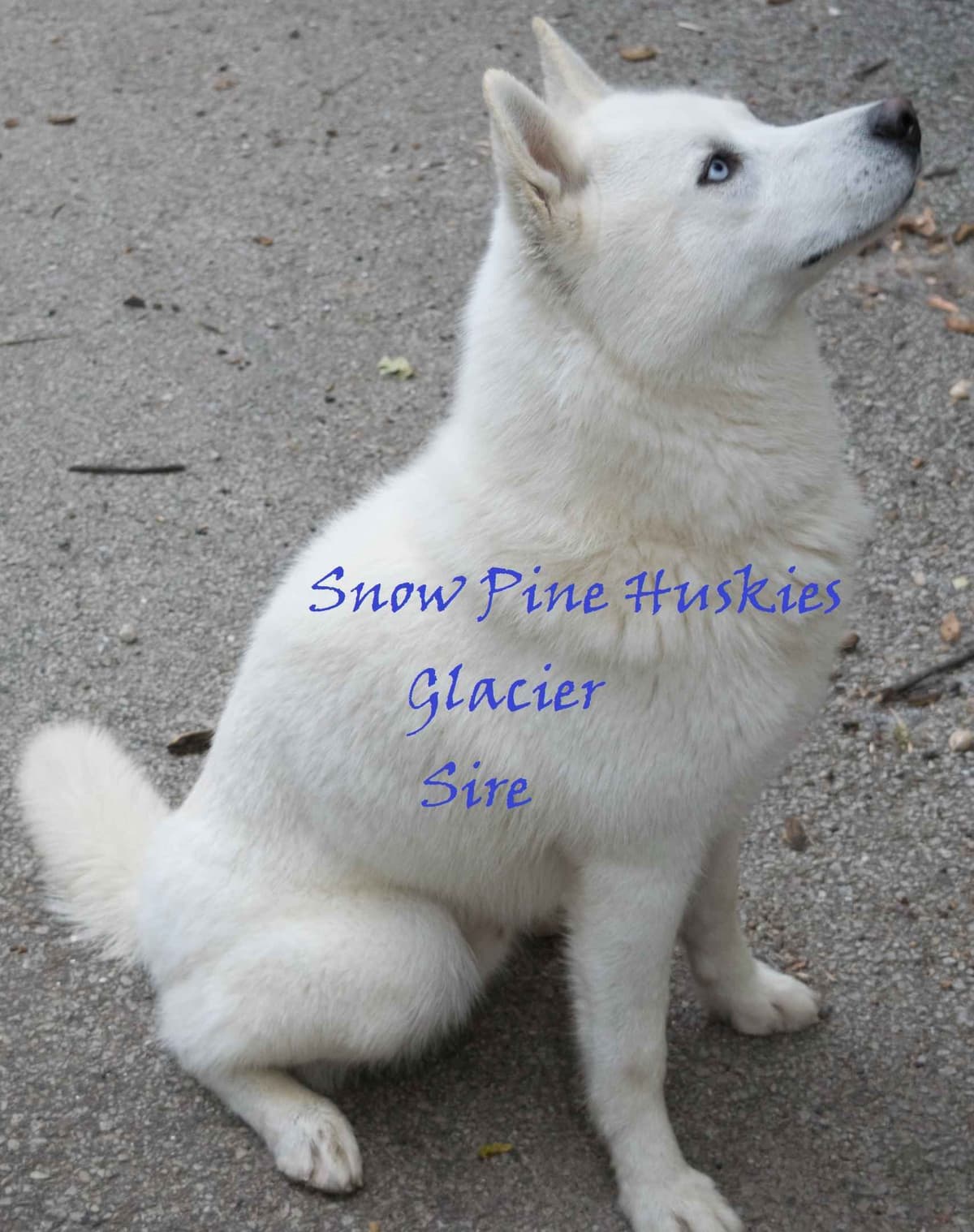 Siberian Husky Puppies breeder image 9