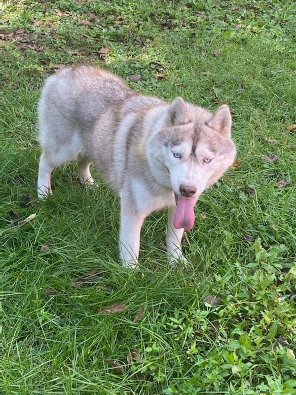 Siberian Husky Puppies media 6