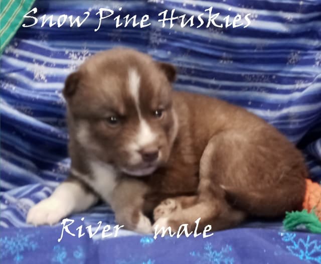 Siberian Husky Puppies media 4
