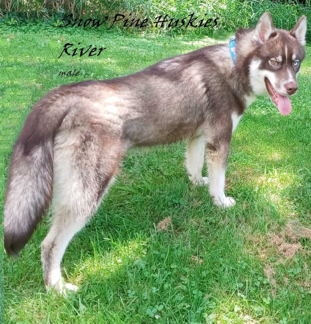 Siberian Husky Puppies media 2