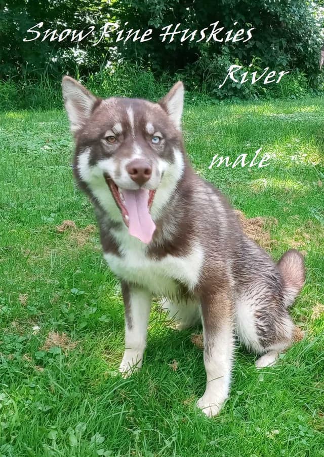Siberian Husky Puppies media 3