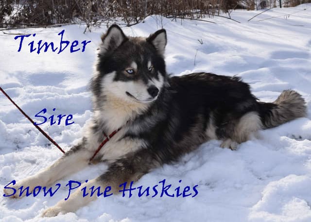 Siberian Husky Puppies media 2