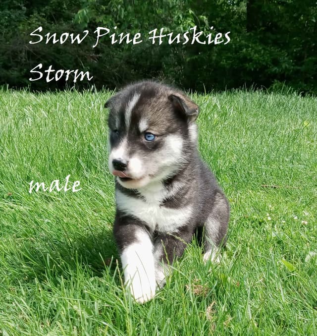 Siberian Husky Puppies media 4