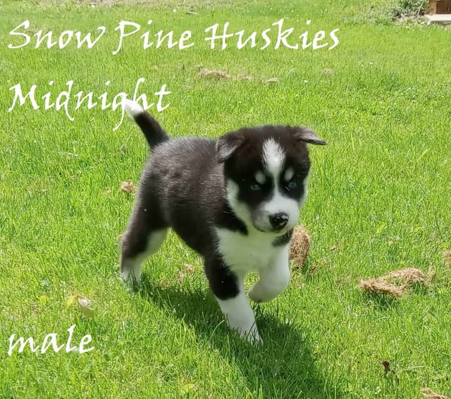 Siberian Husky Puppies media 5