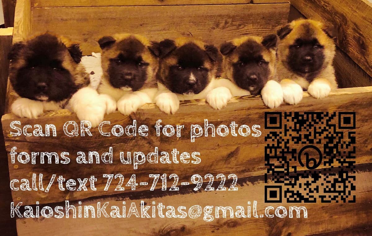 Akita Puppies breeder image 2