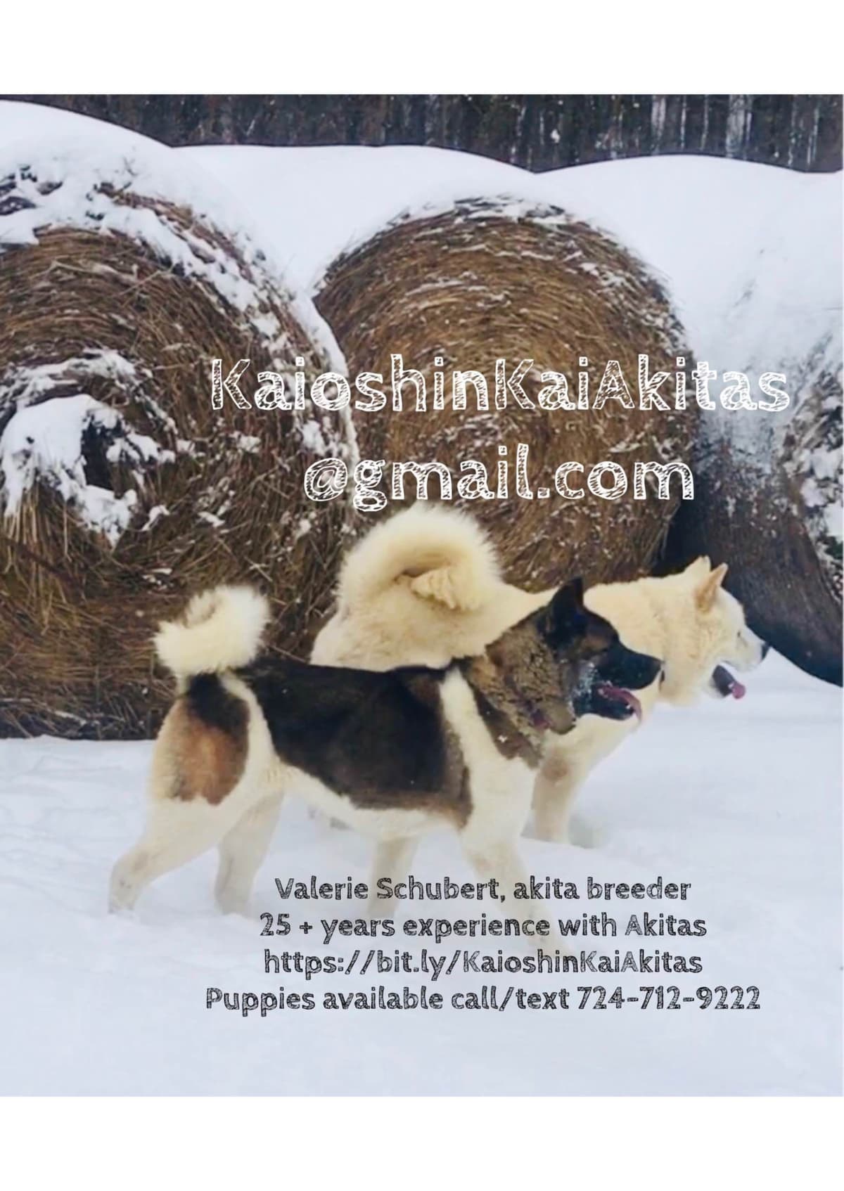 Akita Puppies breeder image 3