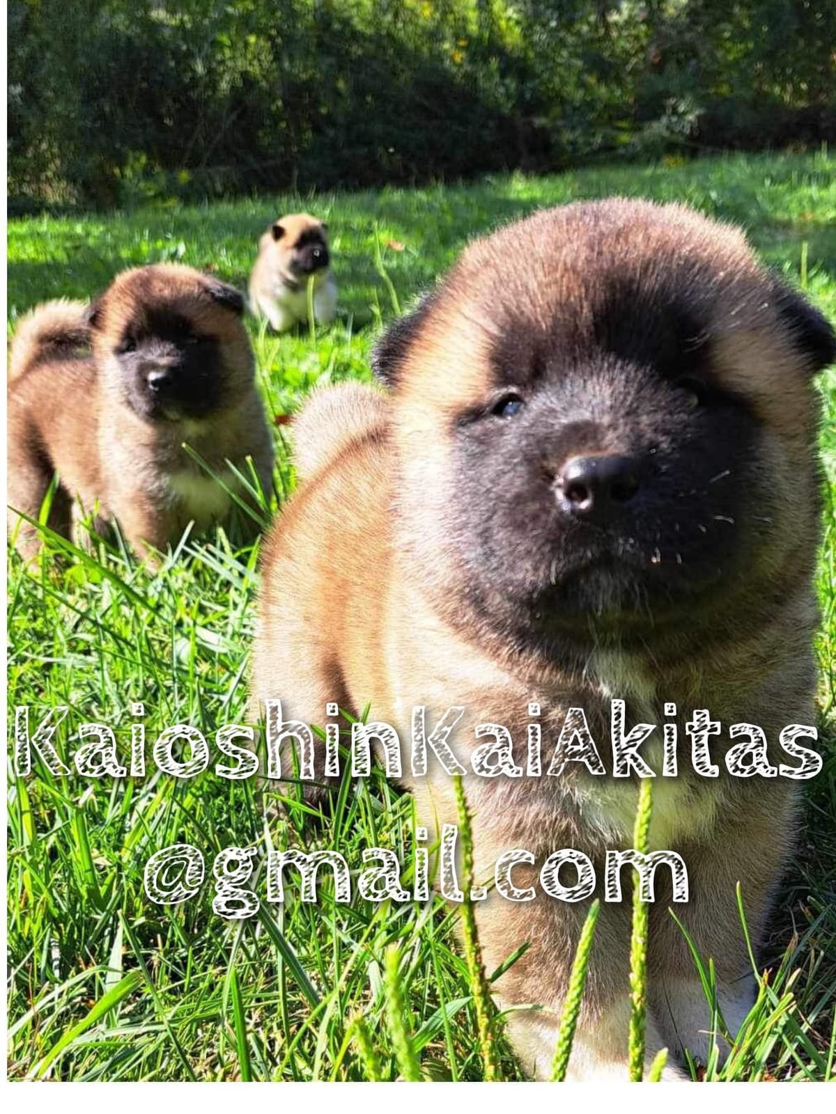 Akita Puppies breeder image 1