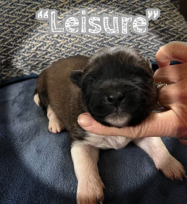 Akita Puppies media 12