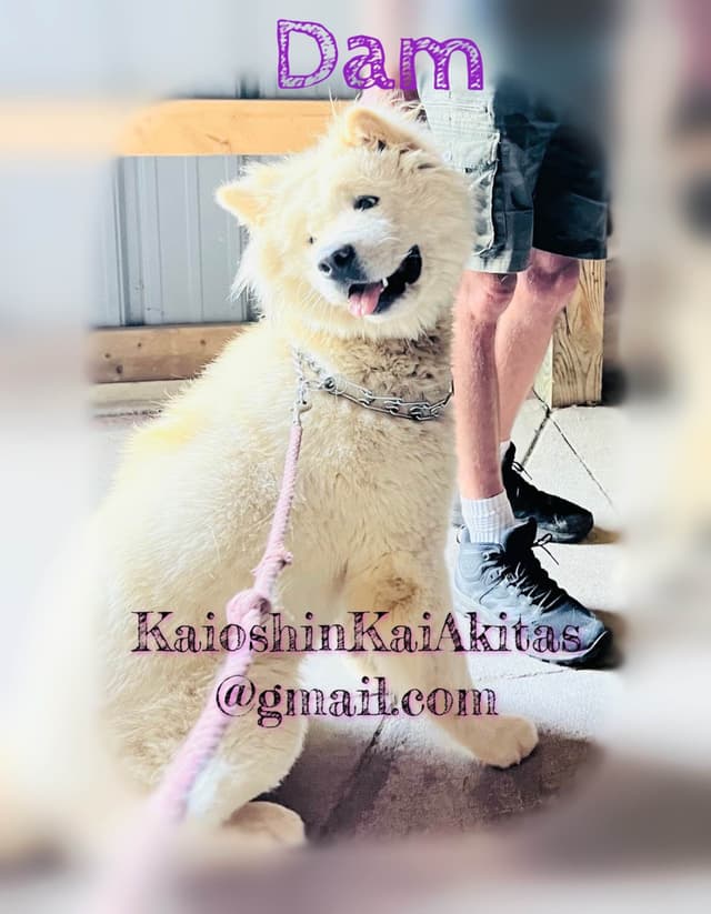 Akita Puppies media 9