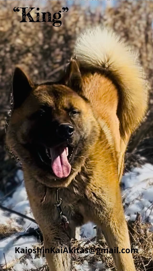 Akita Puppies media 10