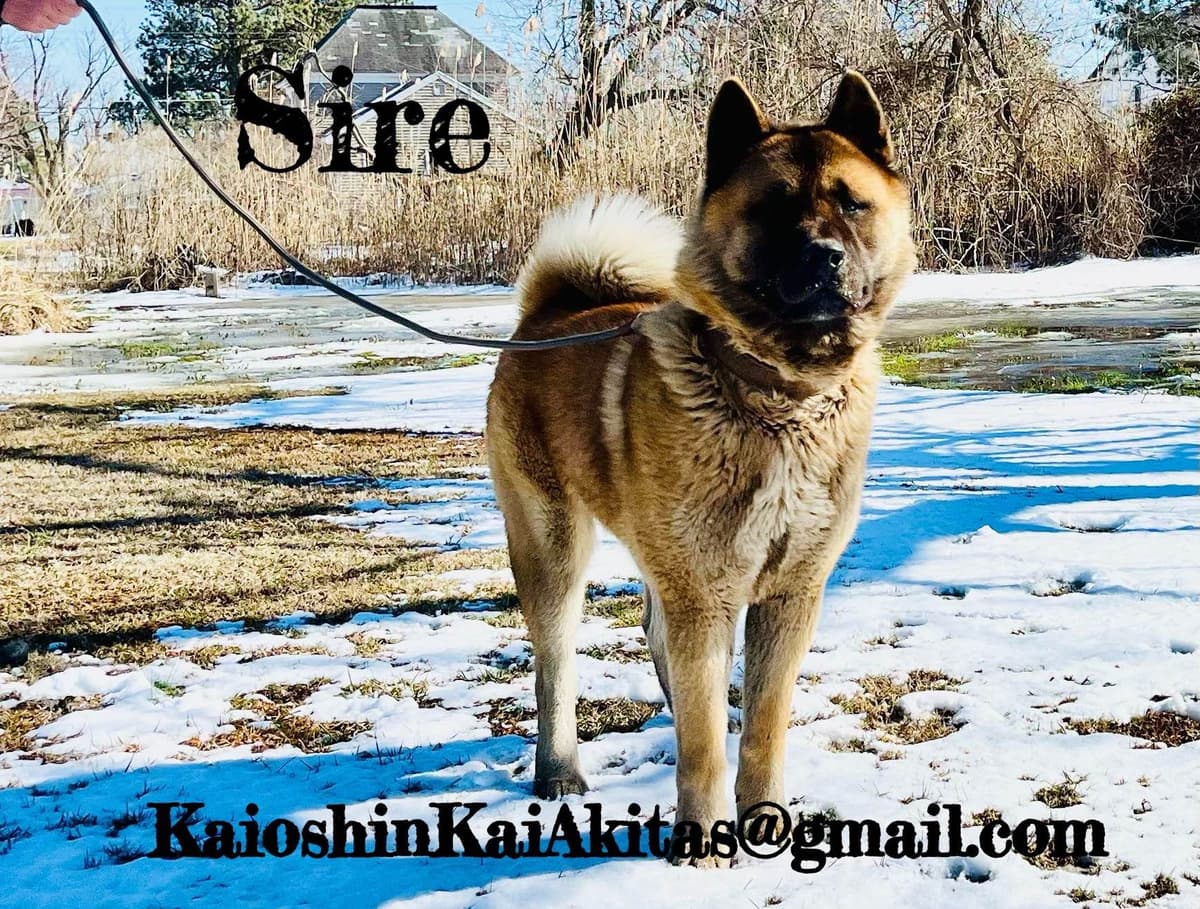 Akita Puppies breeder image 5