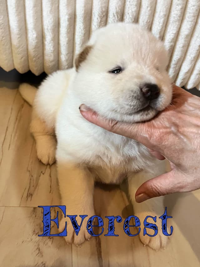 Akita Puppies media 15