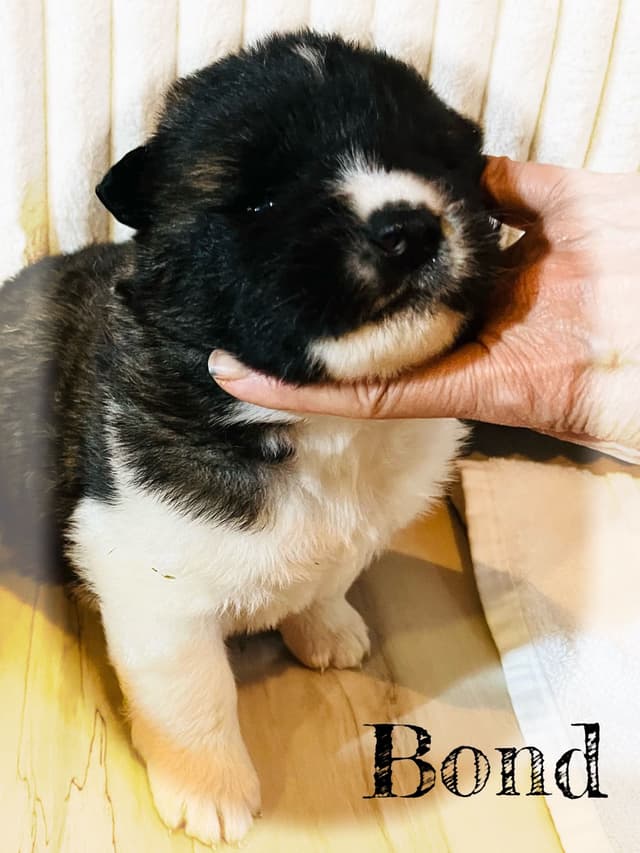 Akita Puppies media 14