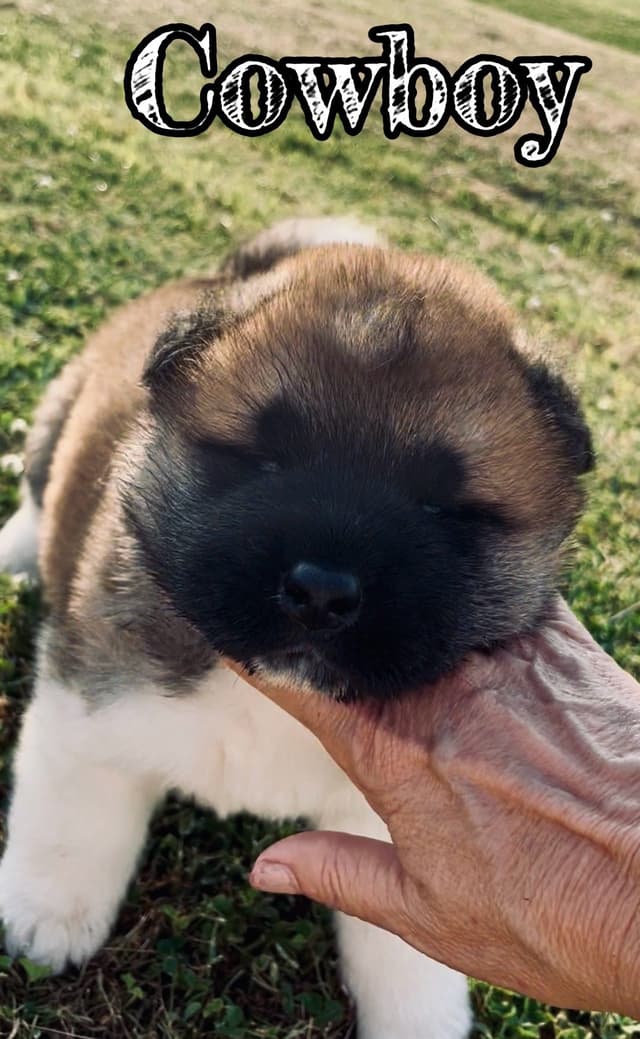Akita Puppies media 13