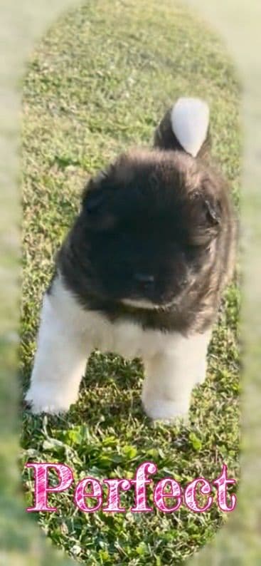 Akita Puppies media 6