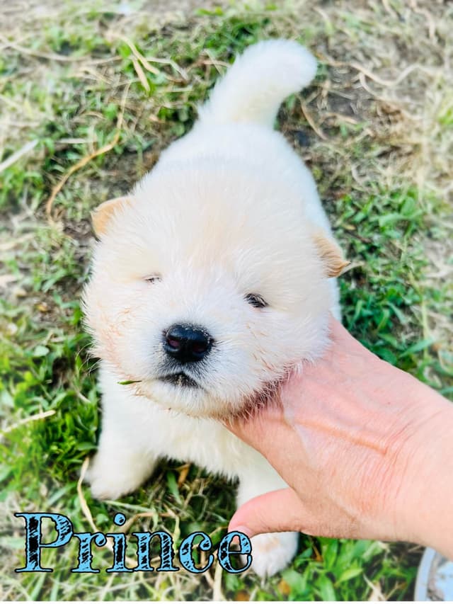 Akita Puppies media 3