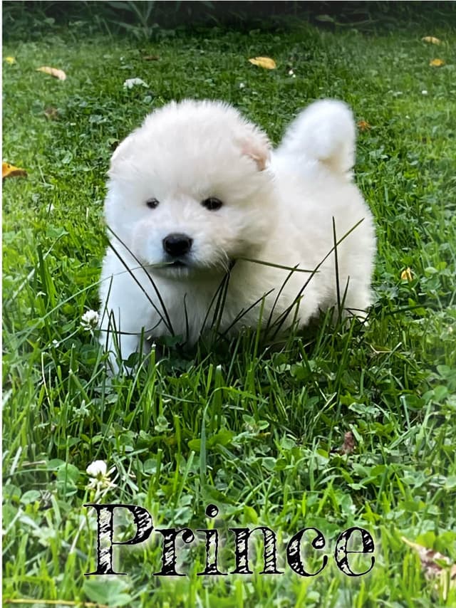 Akita Puppies media 2