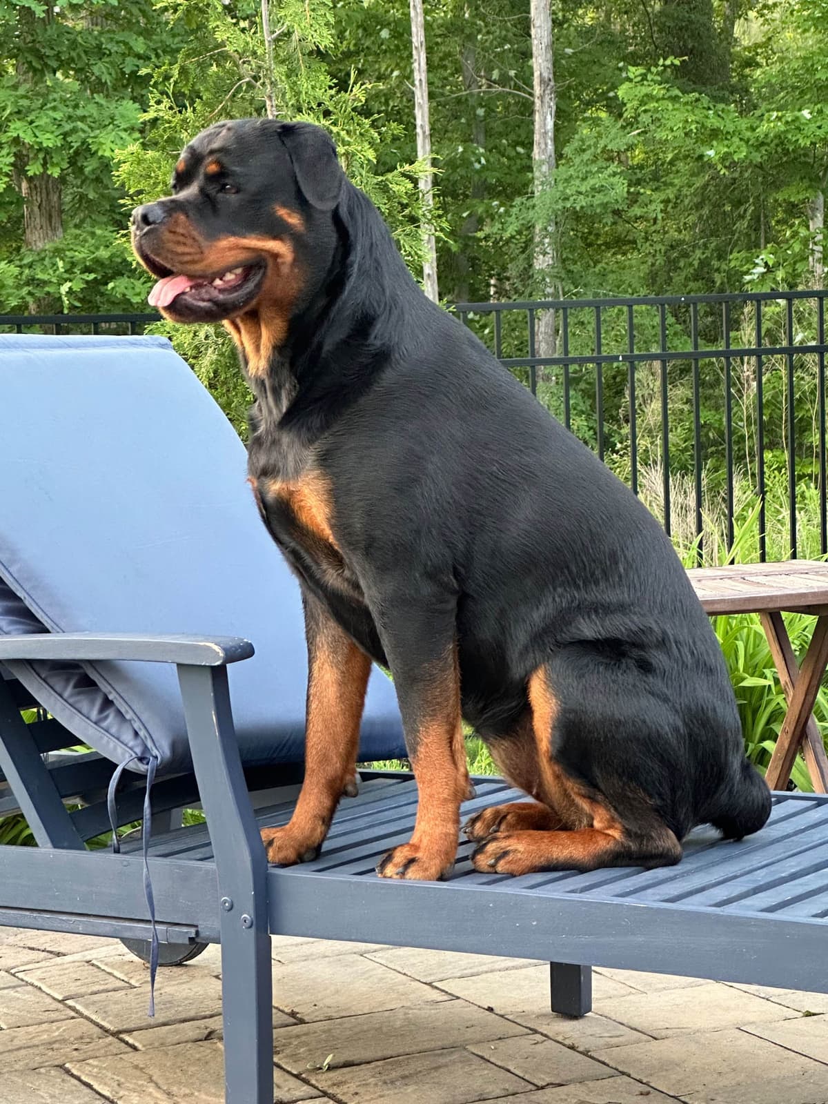 Rottweiler Puppies breeder image 1