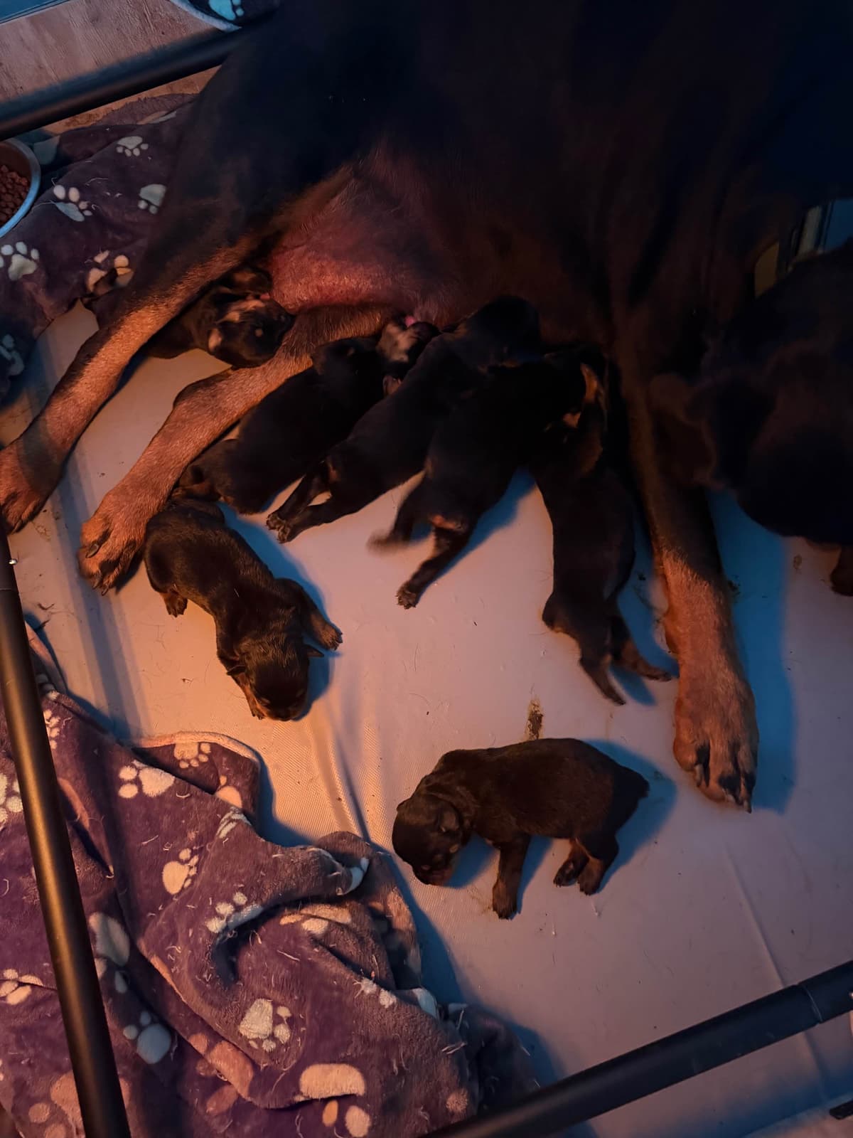 Rottweiler Puppies breeder image 3