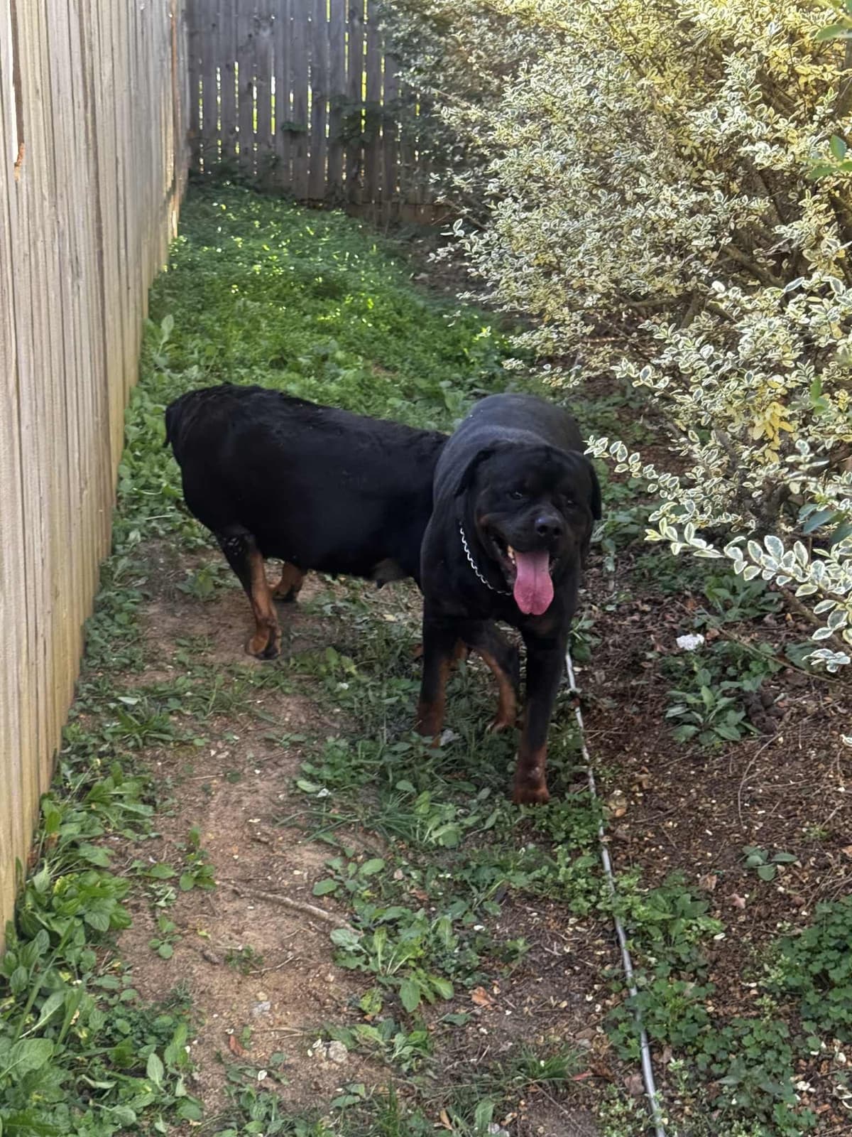 Rottweiler Puppies breeder image 4
