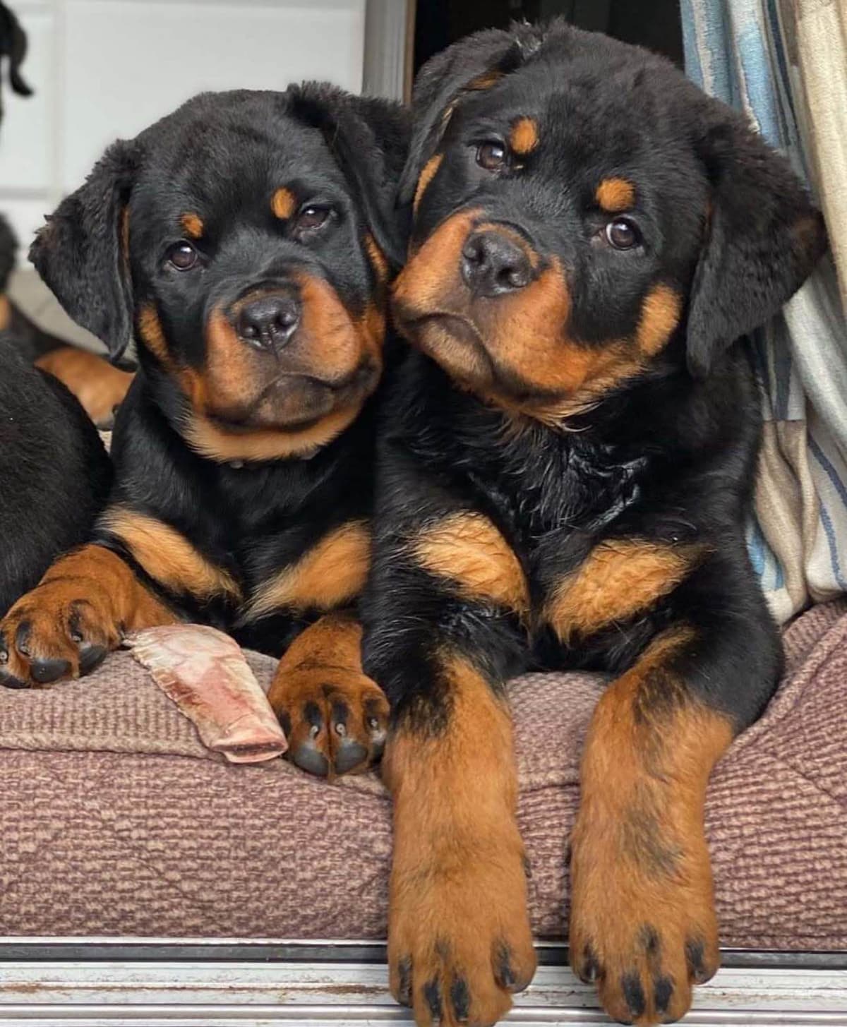 Rottweiler Puppies breeder image 5