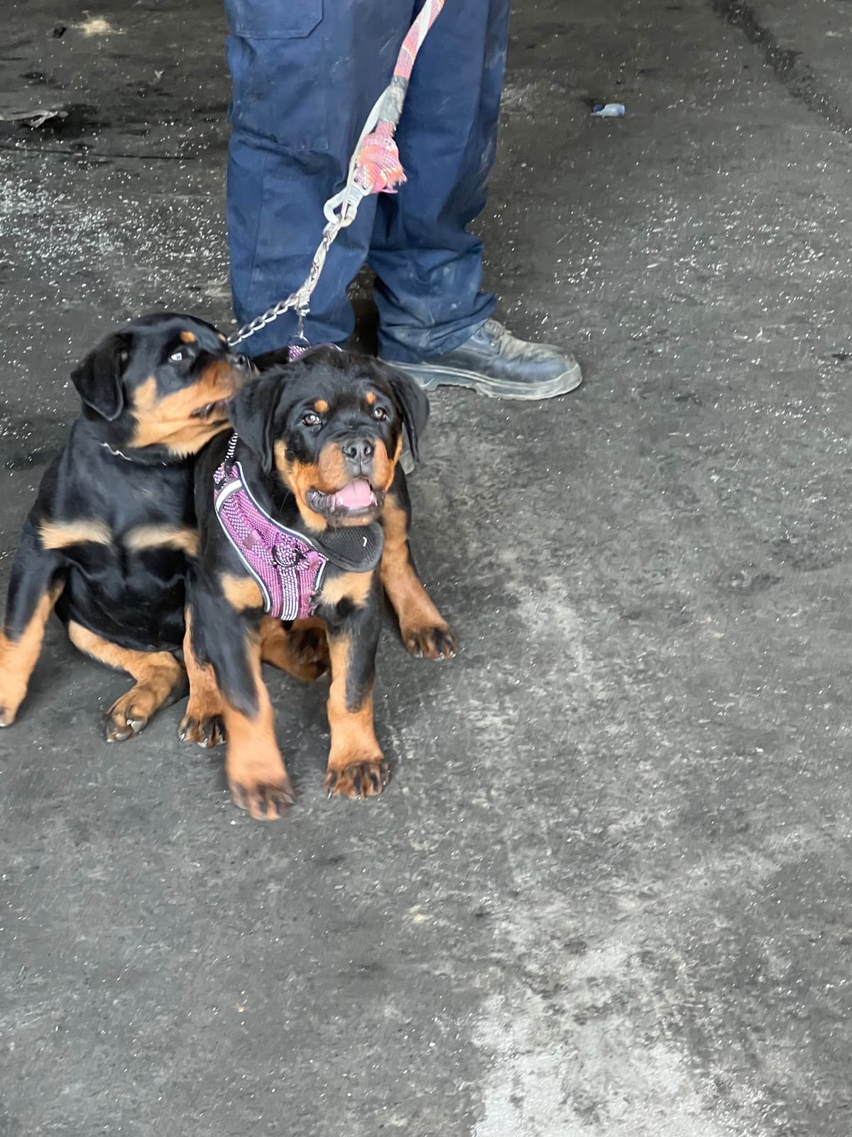 Rottweiler Puppies breeder image 6