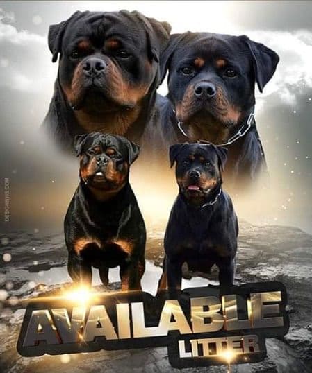 Rottweiler Puppies breeder image 8