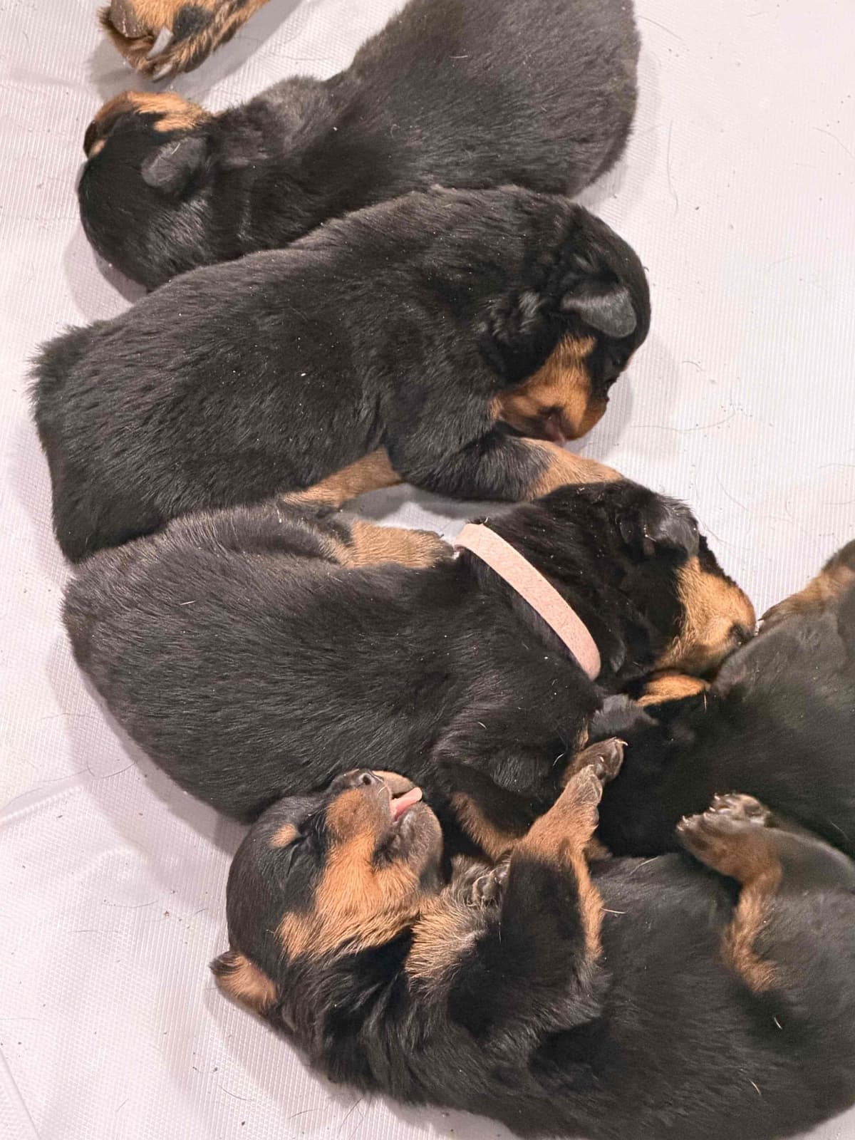 Rottweiler Puppies breeder image 10