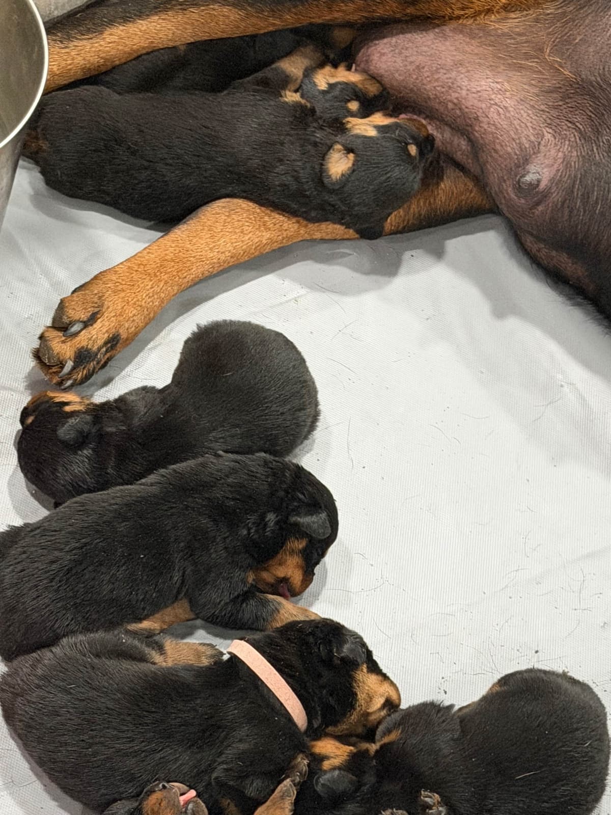 Rottweiler Puppies breeder image 11