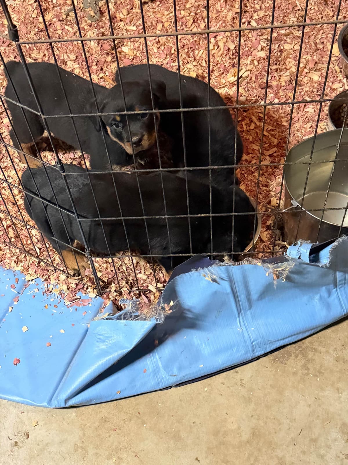 Rottweiler Puppies breeder image 13