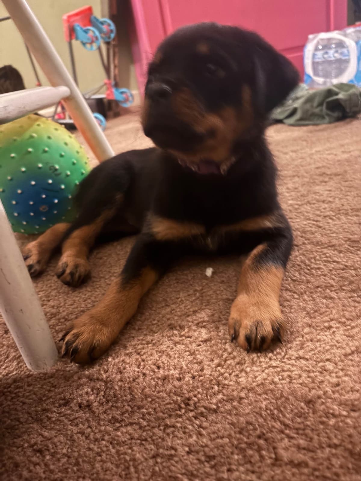 Rottweiler Puppies breeder image 14