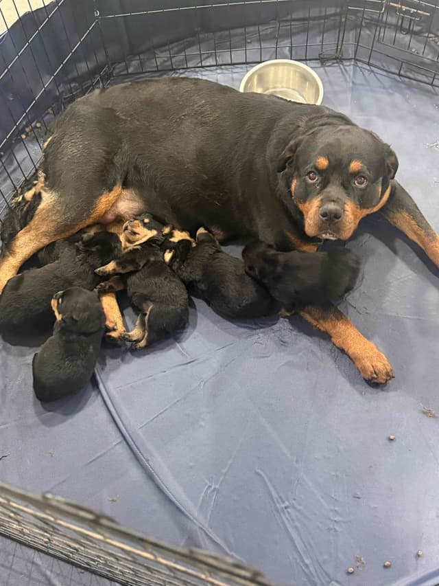 Rottweiler Puppies media 3