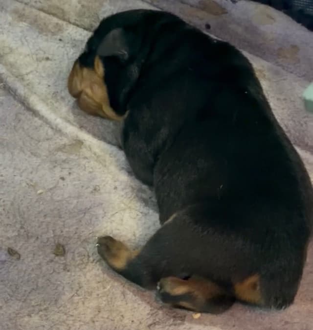 Rottweiler Puppies media 5