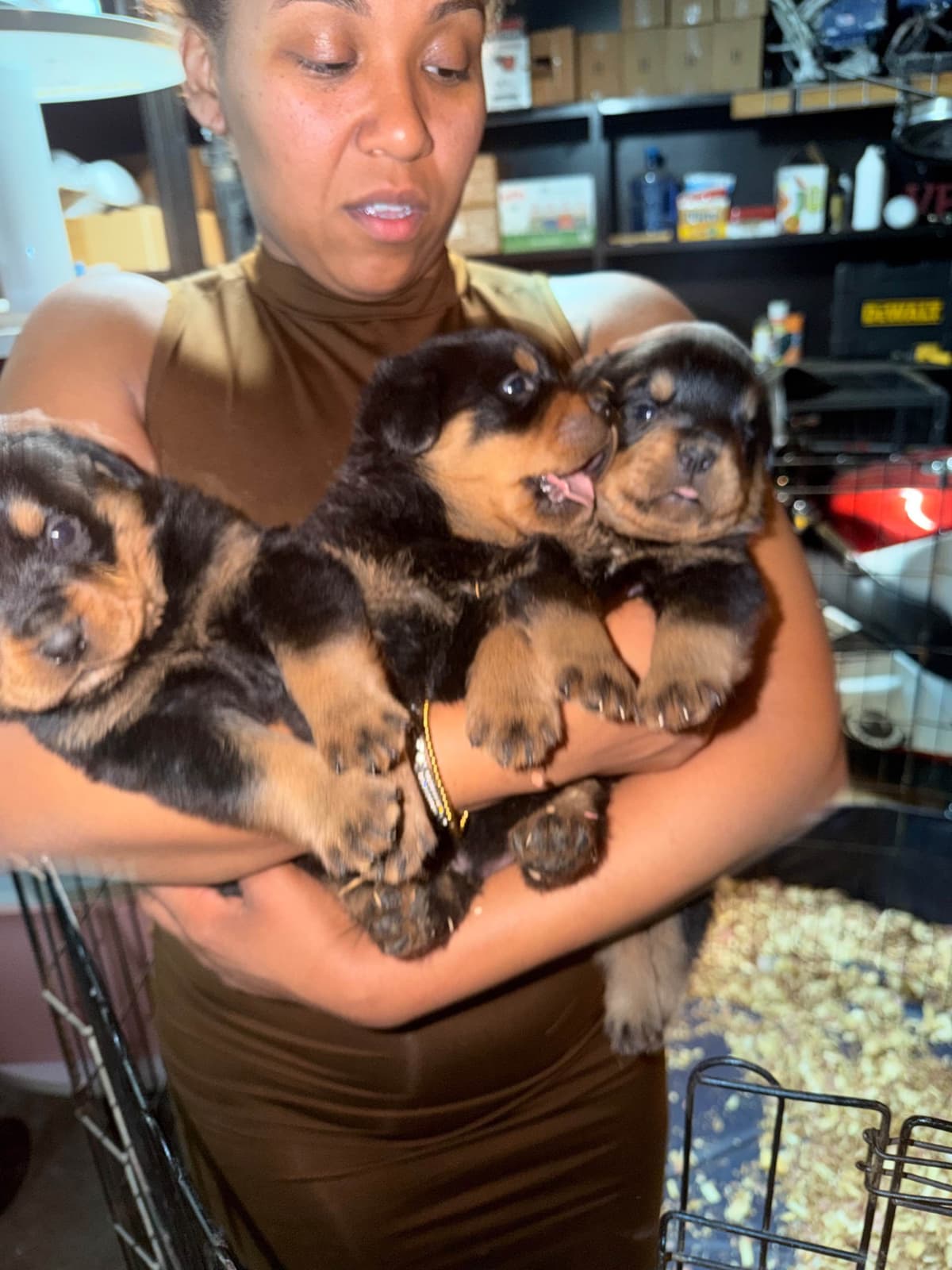 Rottweiler Puppies breeder image 17