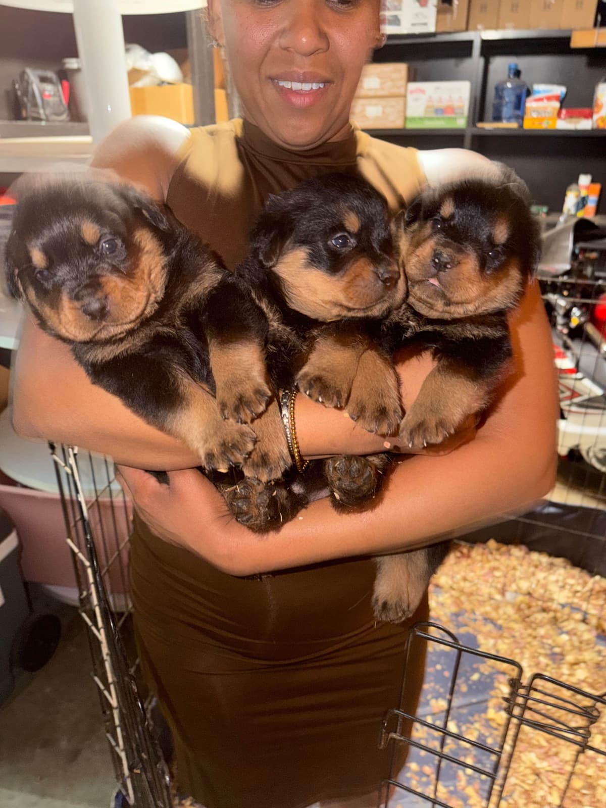 Rottweiler Puppies breeder image 18