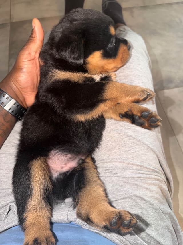 Rottweiler Puppies media 7