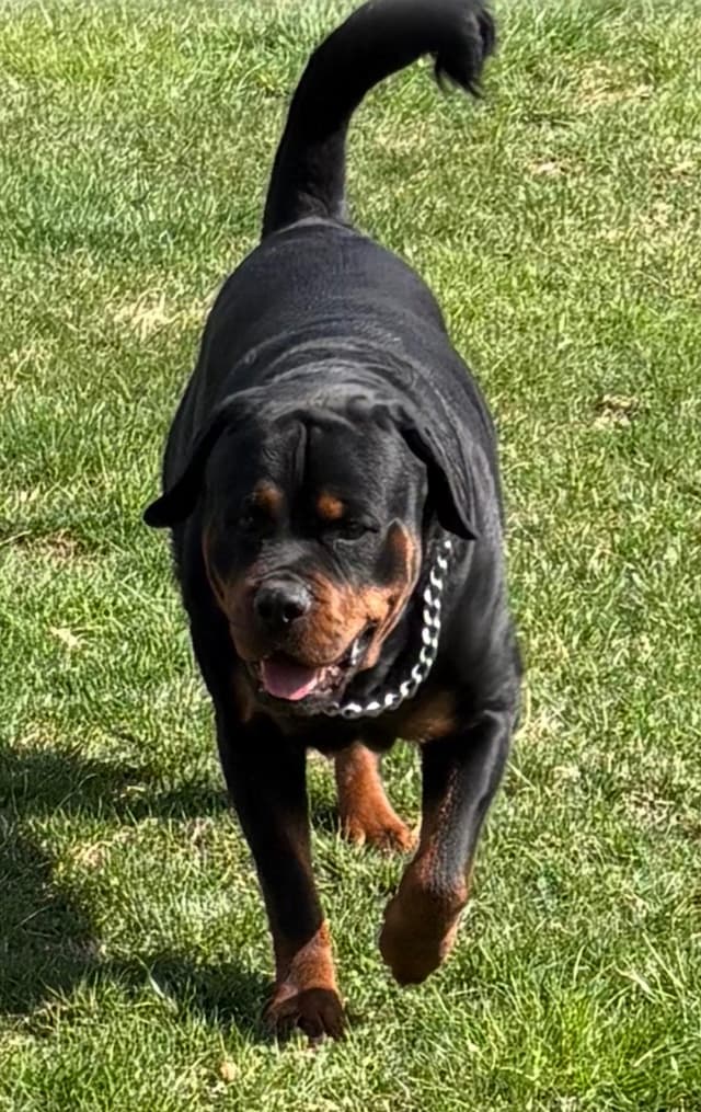 Rottweiler Puppies media 8