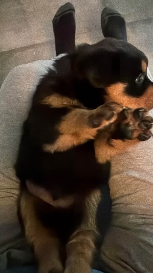 Rottweiler Puppies media 11