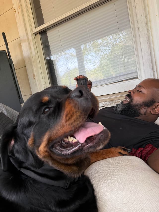 Rottweiler Puppies media 13