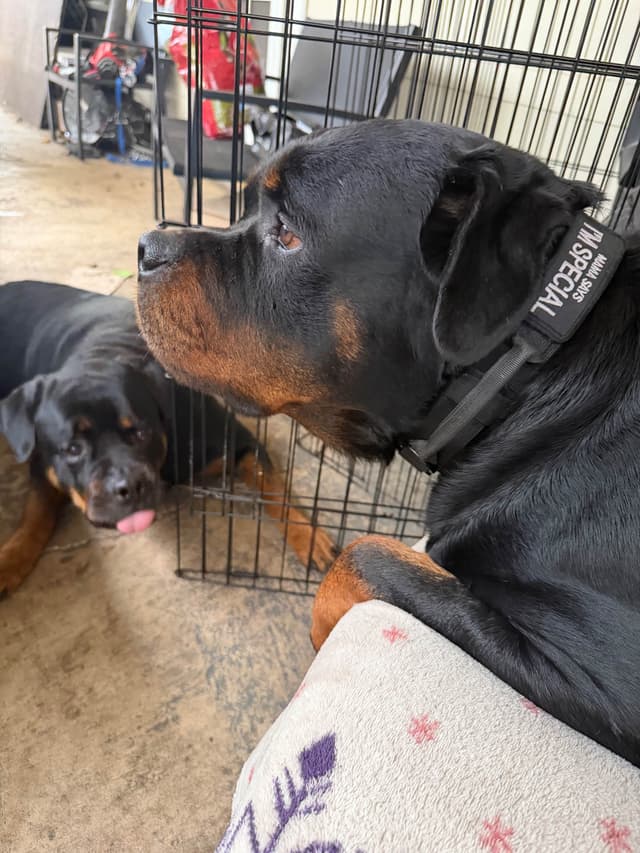 Rottweiler Puppies media 15